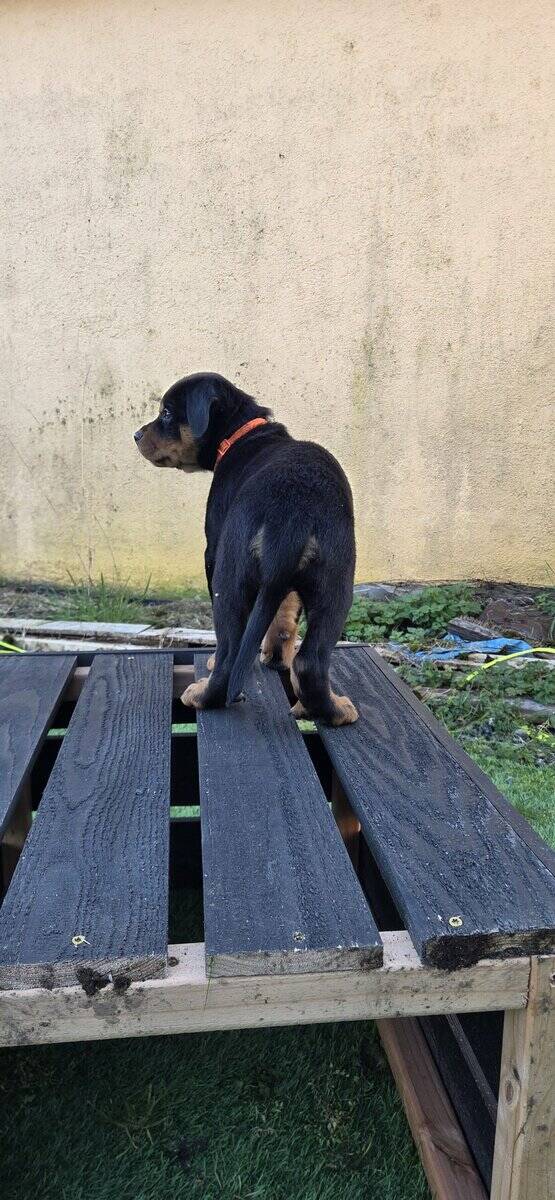 Rottweiler- Orange image 2