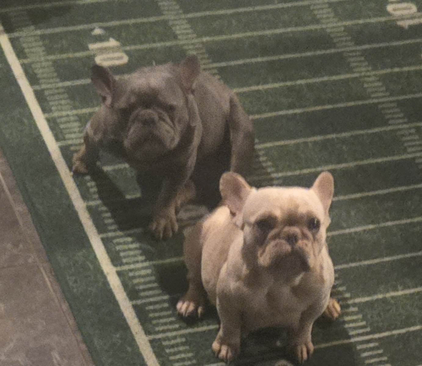 Frenchies ready for forever homes image 7