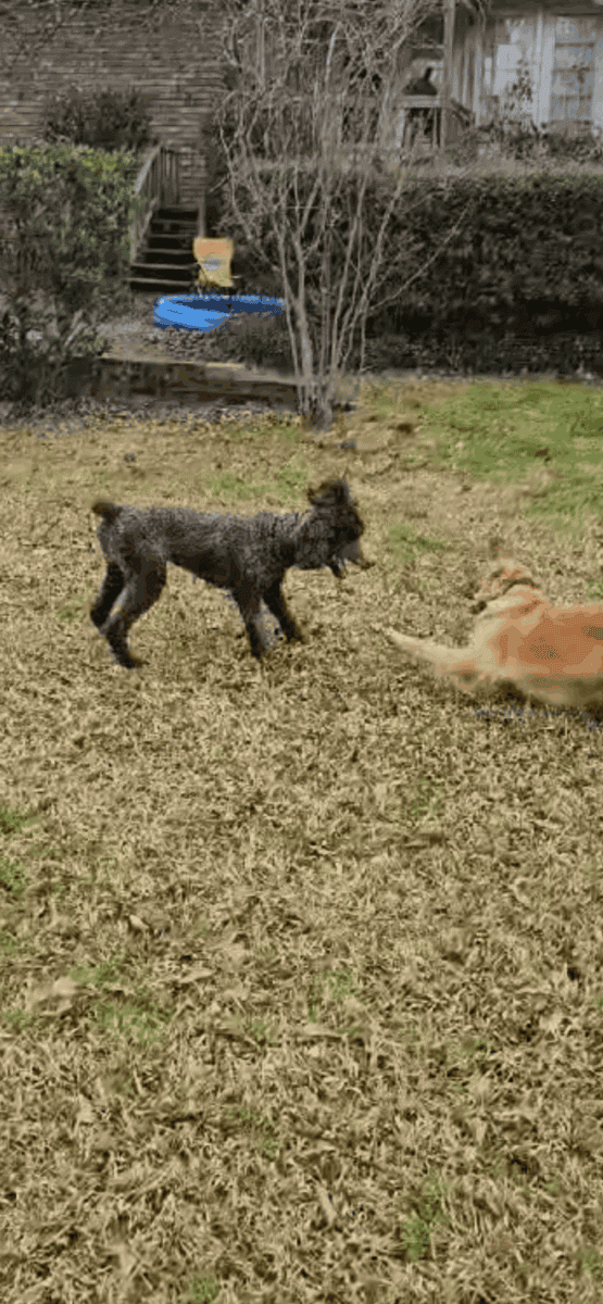 Red Collar Girl Goldendoodle image 6