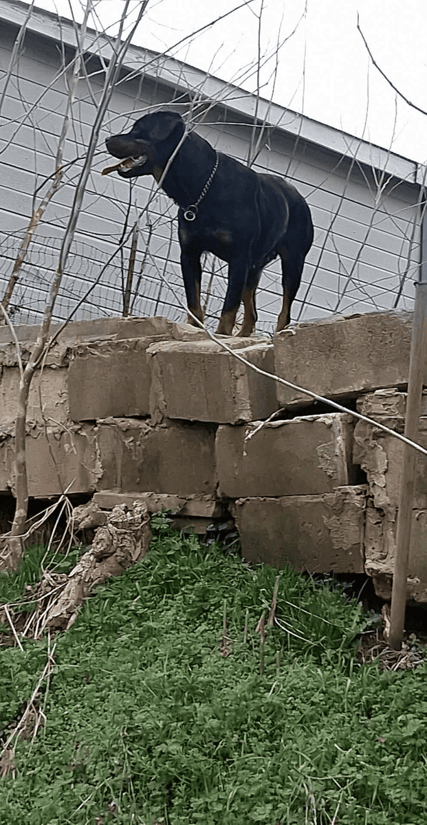 She needs a loving home! image 5