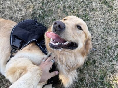 Golden retriever rehoming