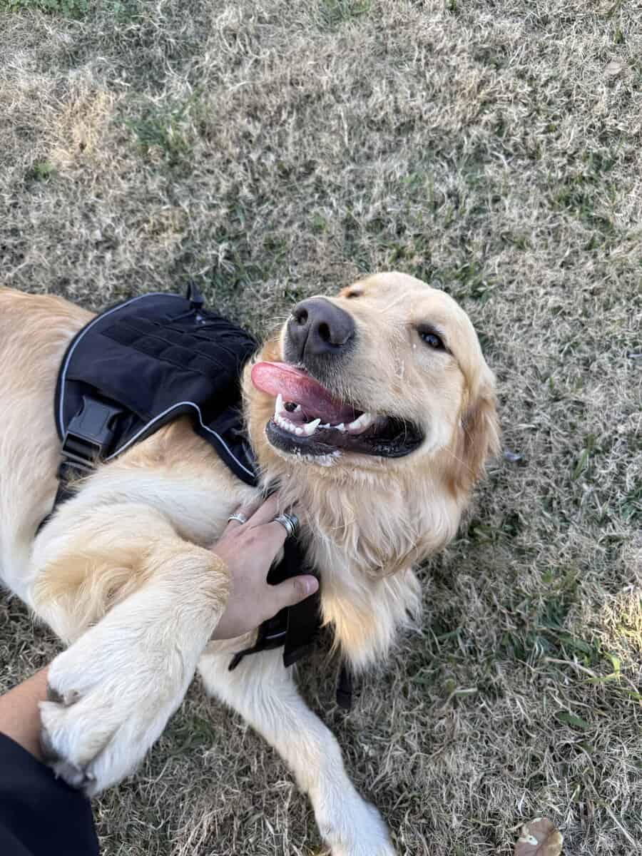 Golden retriever rehoming image 1
