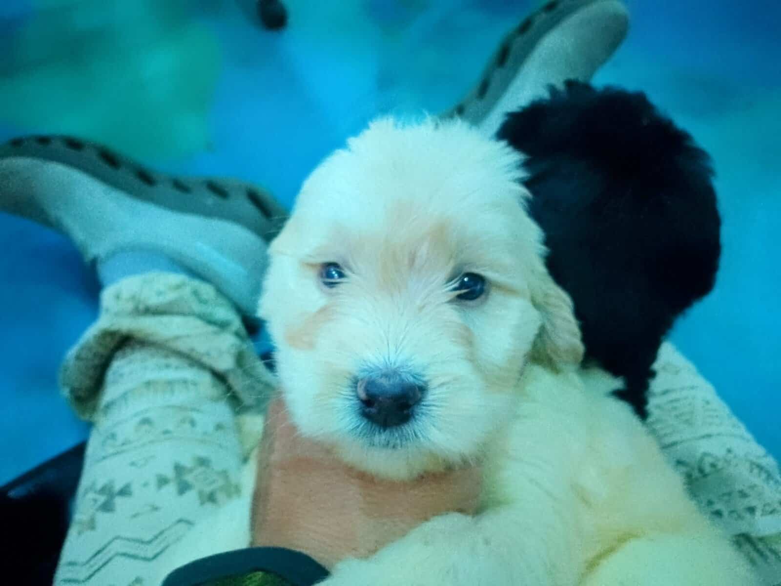 Adorable Golden Doodles image 3