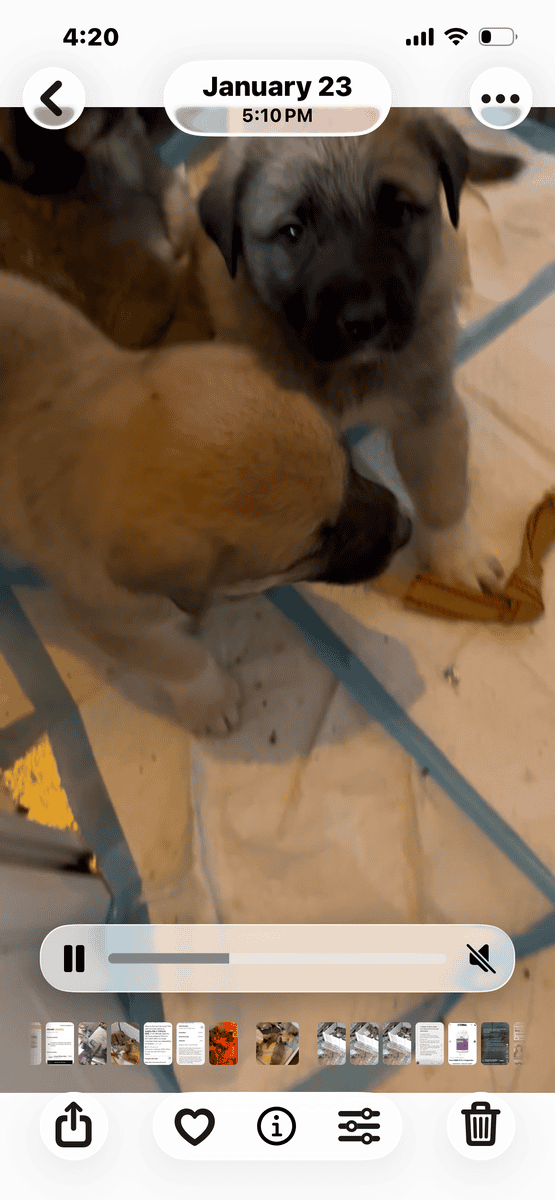 Livestock Guardian puppies image 13