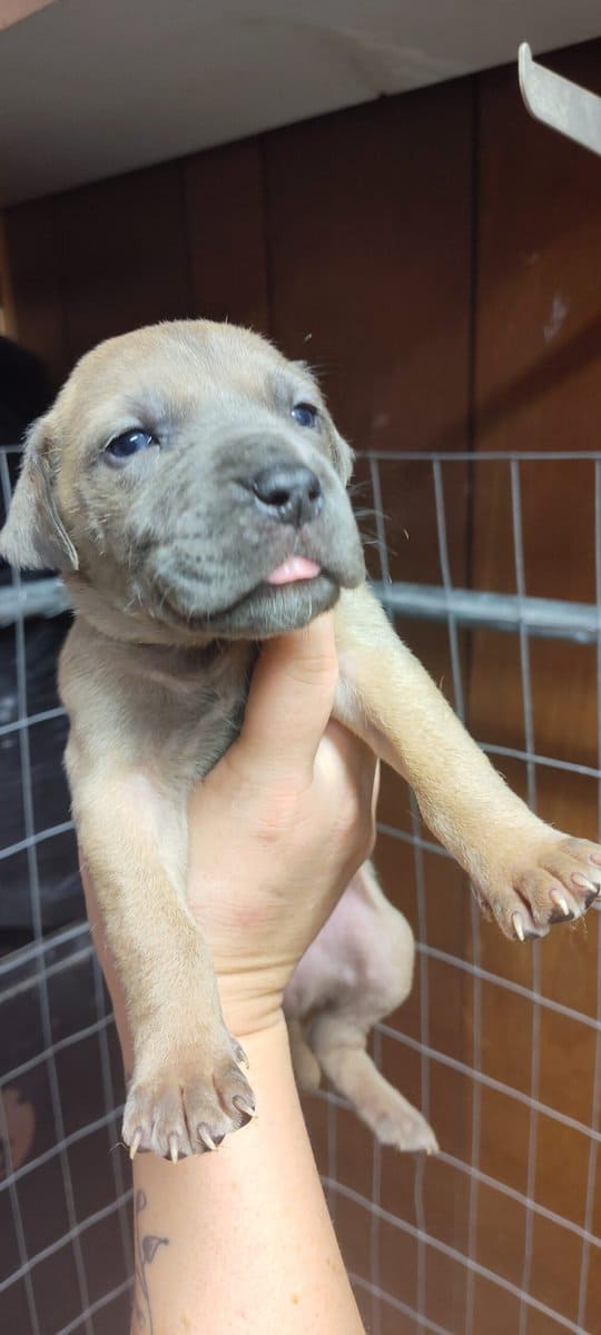 Great Dane puppies image 8
