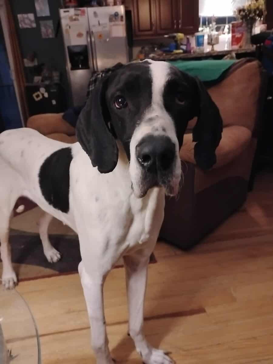 Great Dane Puppies image 4