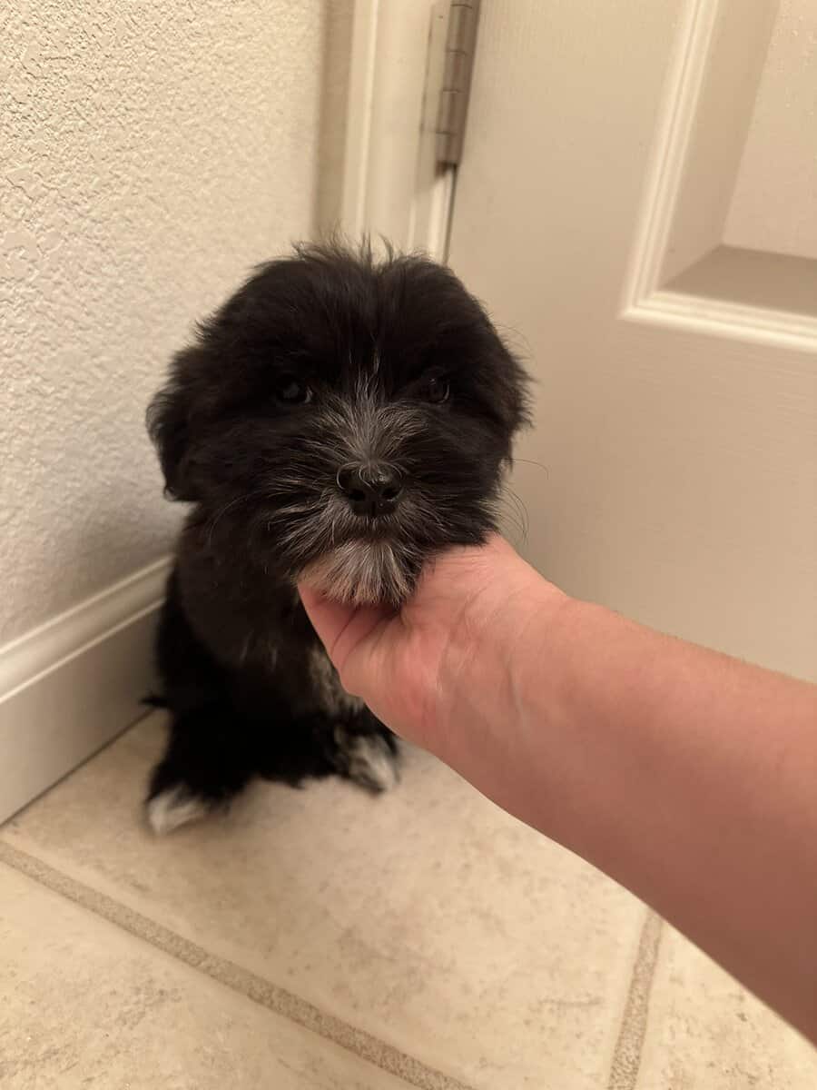 Adorable Malshi Goldendoodle image 2