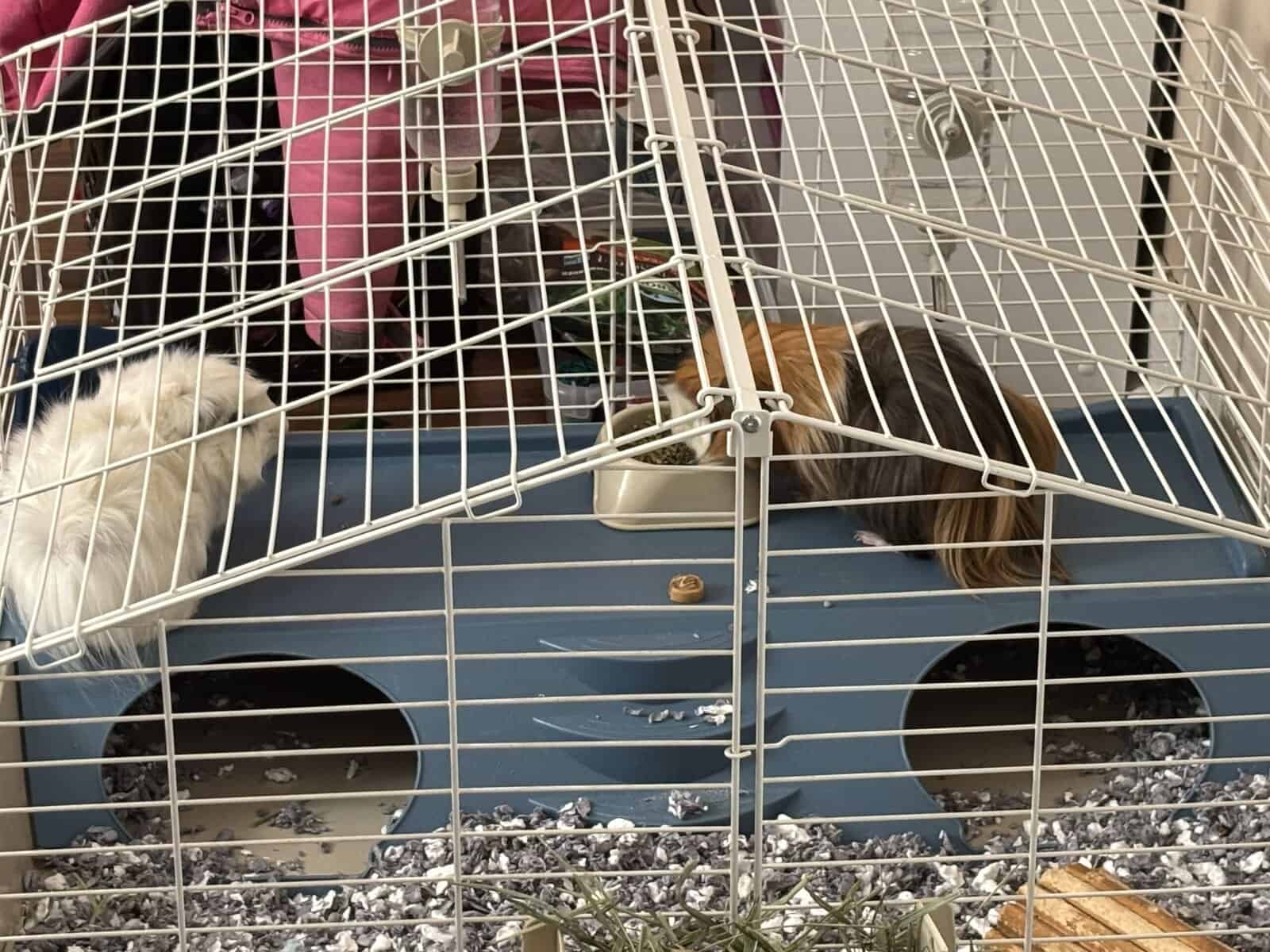 Male guinea pigs! image 2