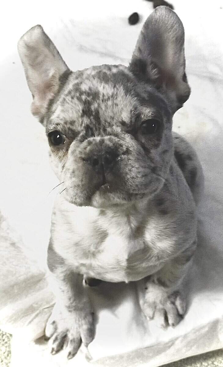 French Bulldog Puppy image 1