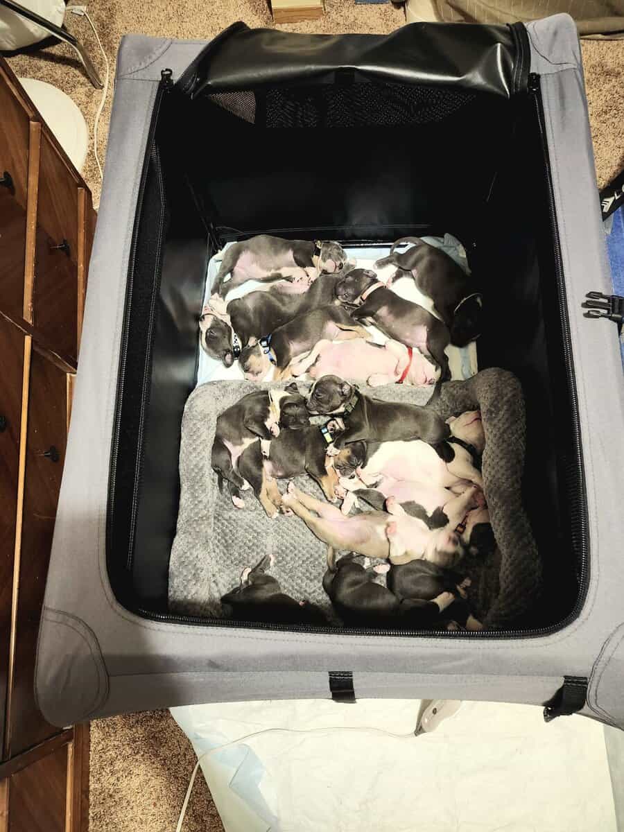 Pitbull puppies image 16