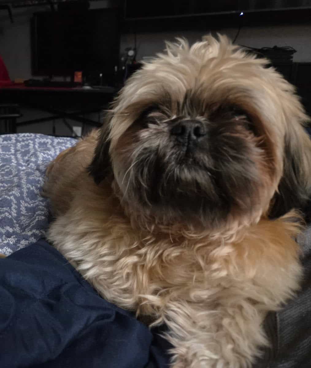 Lovable Shih-Tzu Needs New Home After Owner Died image 1