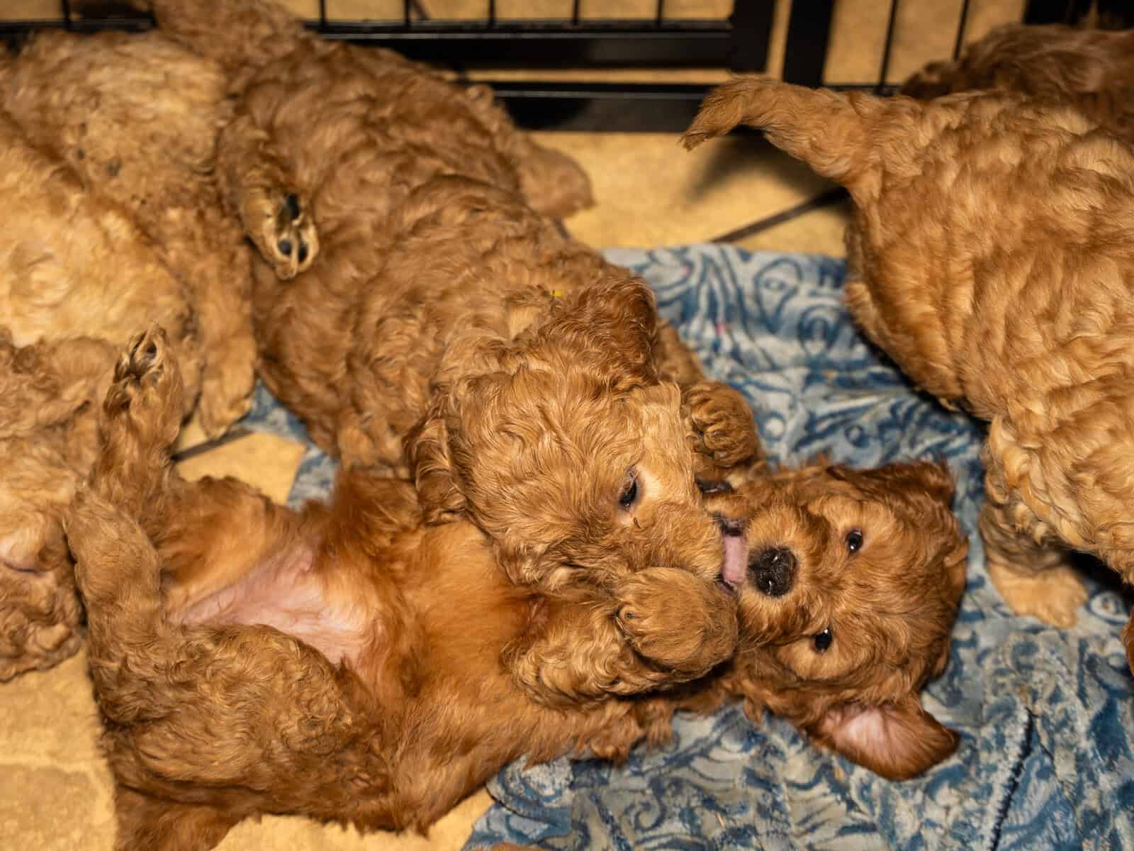 Nori - Home raised Female F1B Goldendoodle image 6