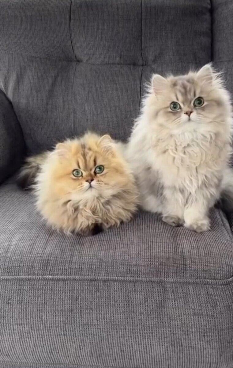 CFA Certified Persian Kittens image 5
