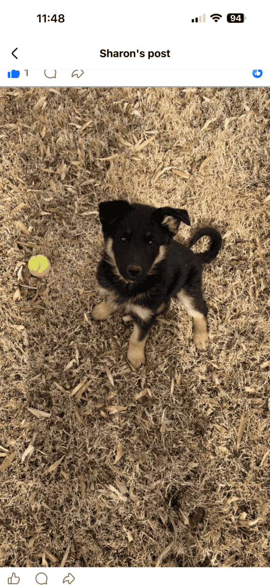 Belgium shepherd / husky mix image 4