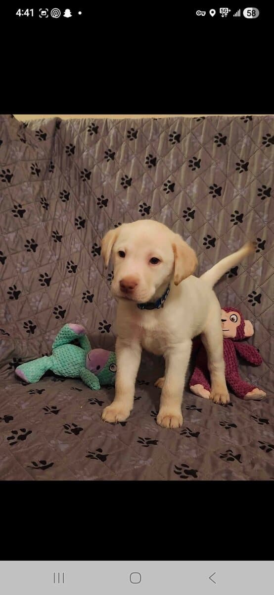 AKC Labrador Retrievers image 4