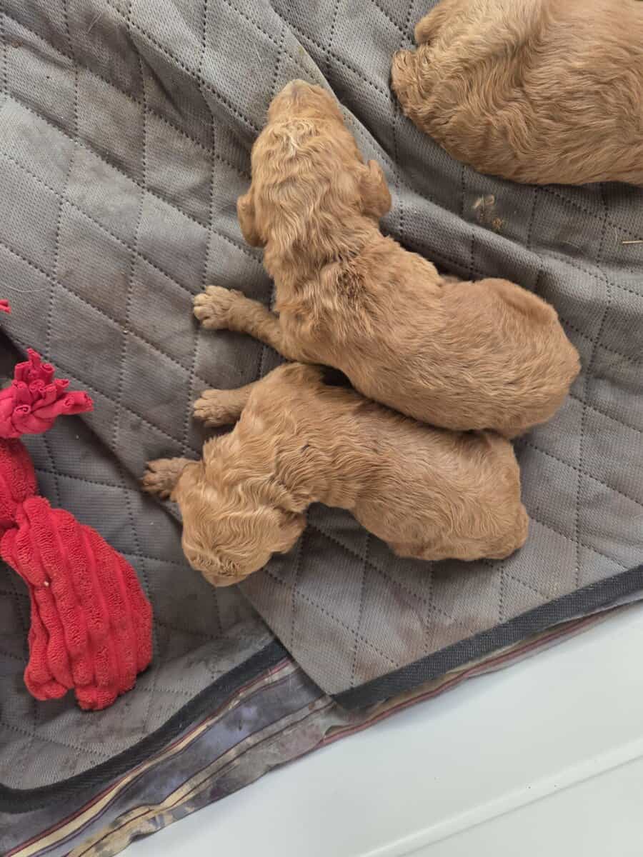 Poodle puppies image 2
