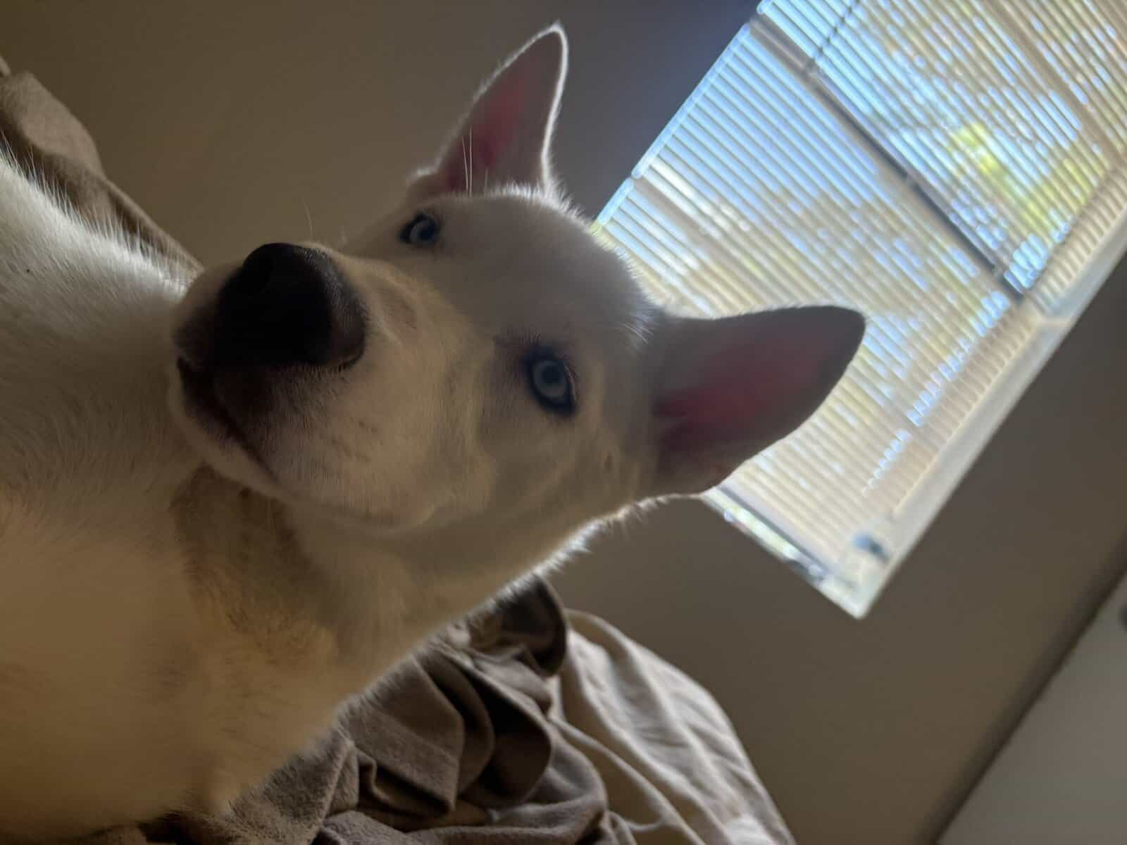 Rehoming our husky storm image 7