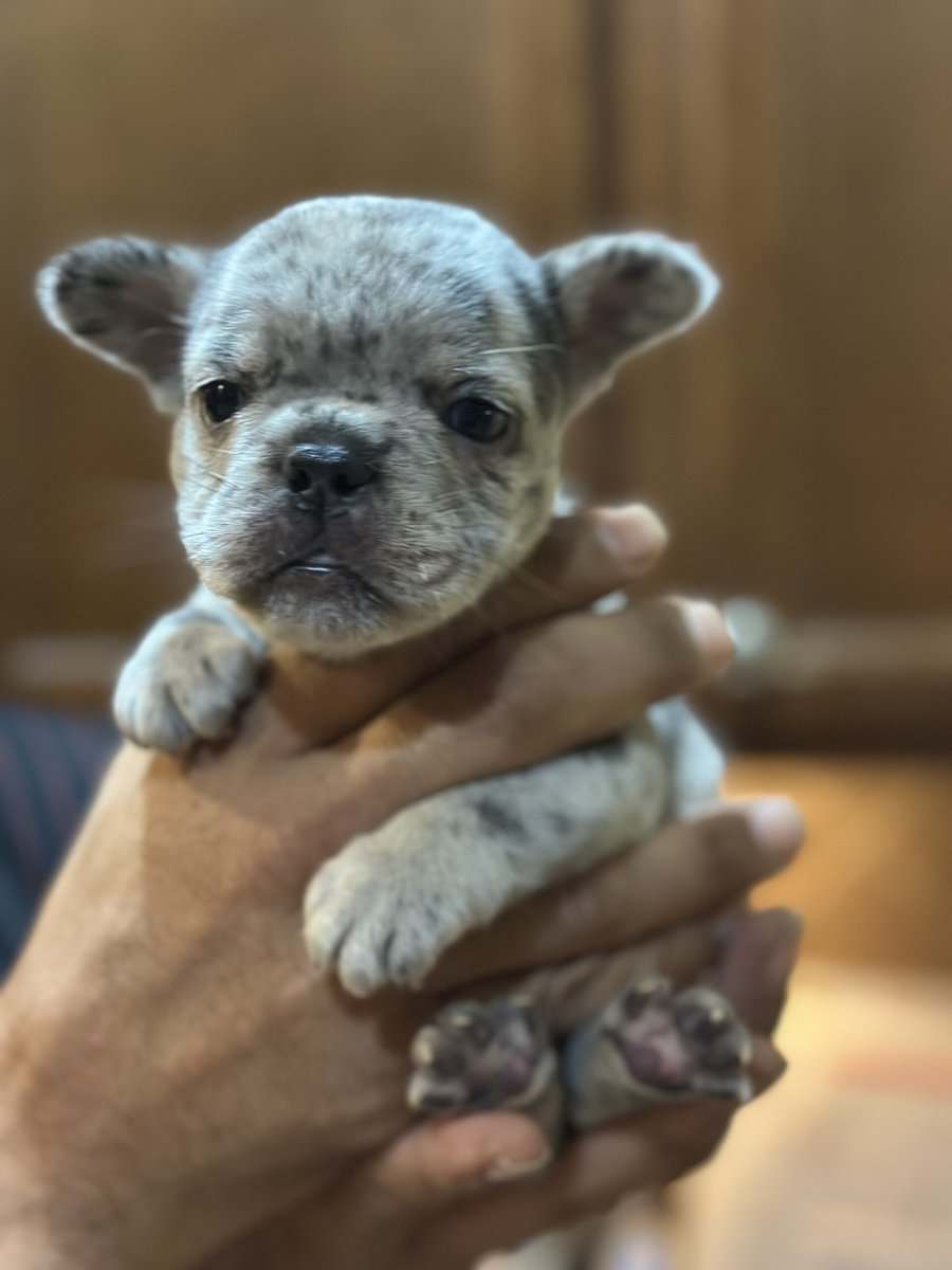 Exotic French Bulldog Puppies for sale image 4