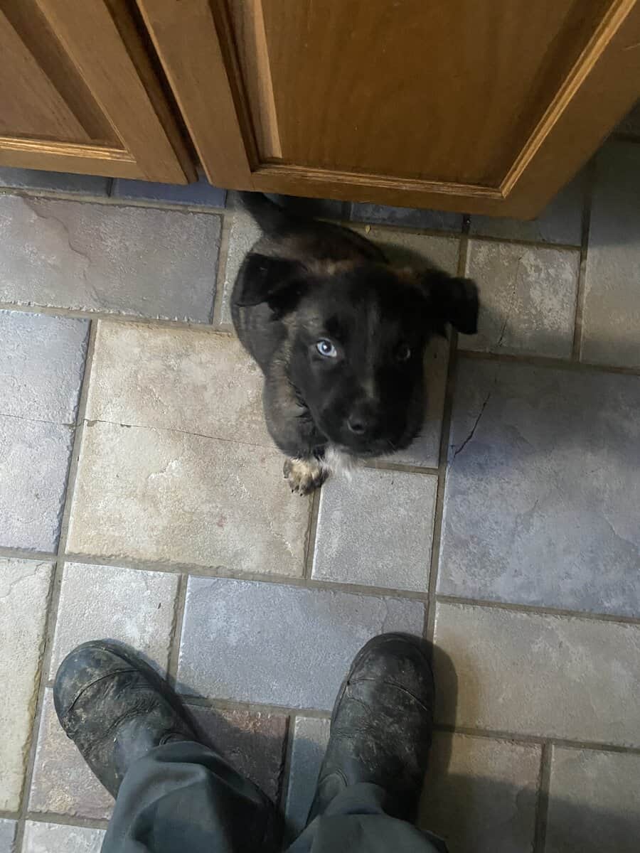Belgian malinio Dutch Shepard puppies image 2