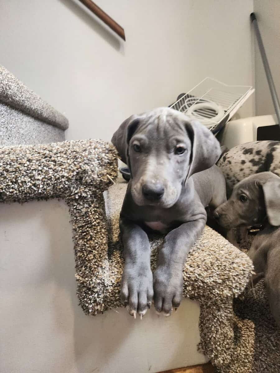 Great Dane puppies image 5
