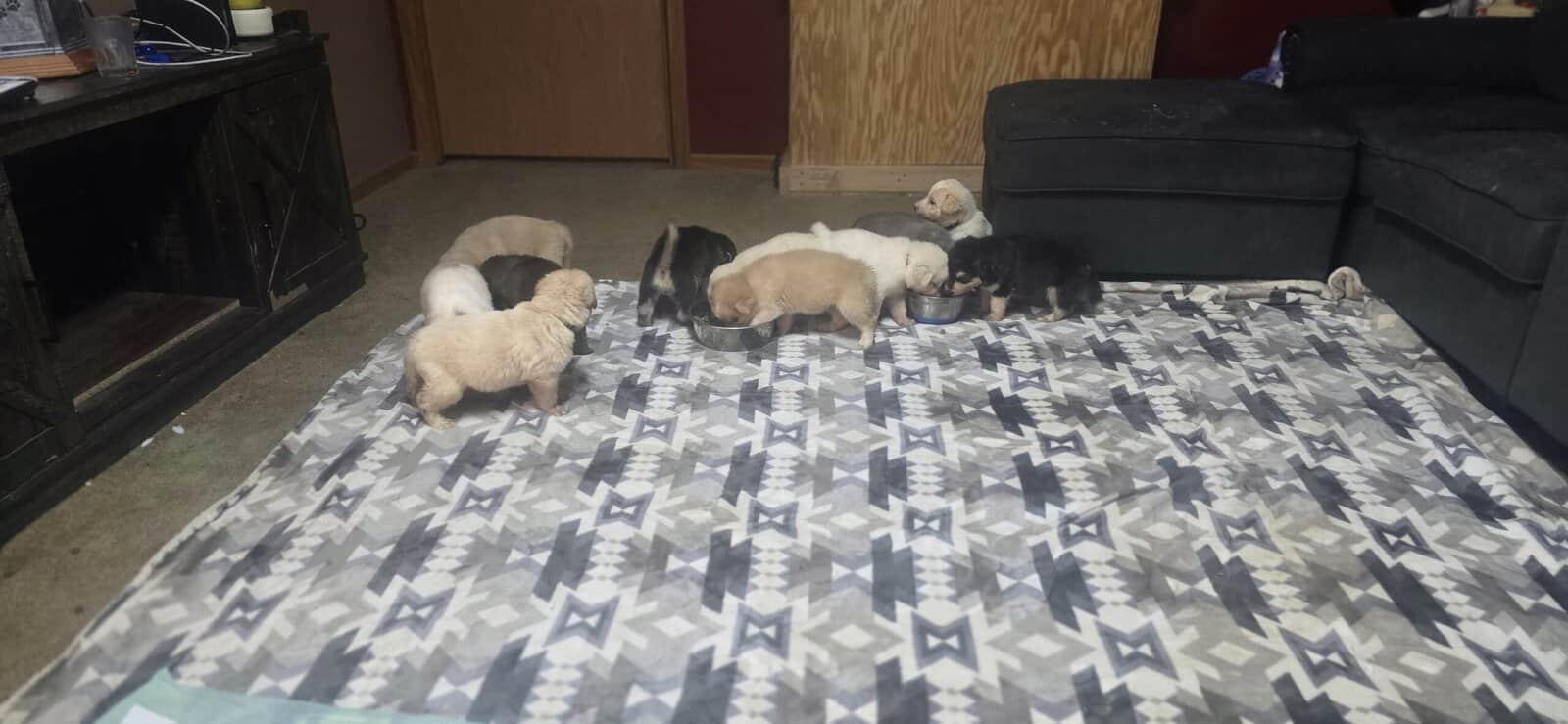 10 pyrenees x malmute hybrid puppies image 2