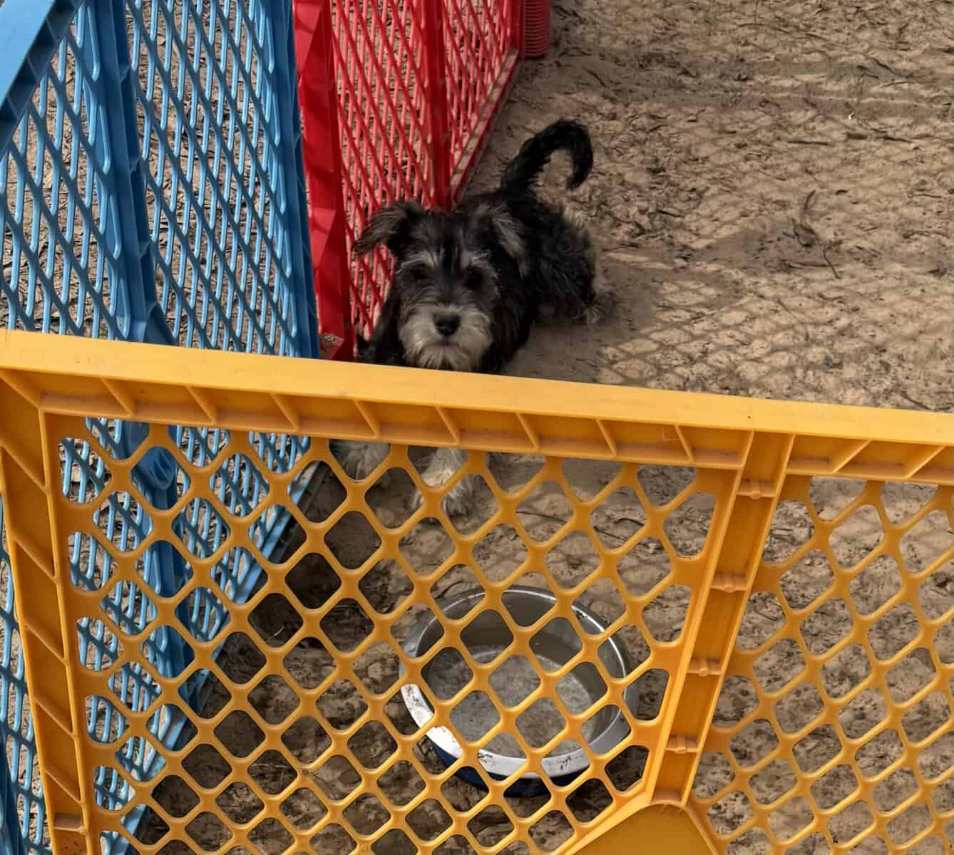 Miniature Female Schnauzer’s image 2