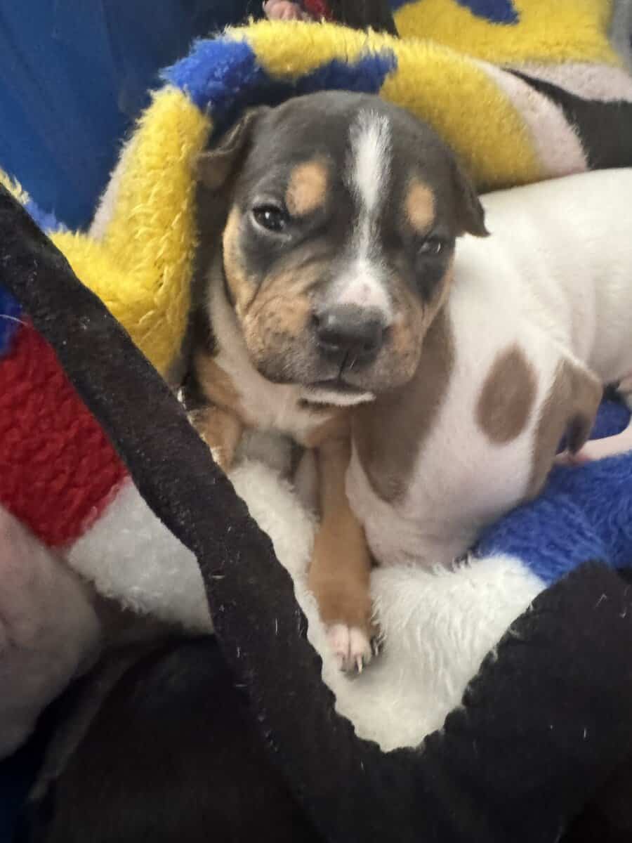 Pit Bull Puppies For Sale image 5