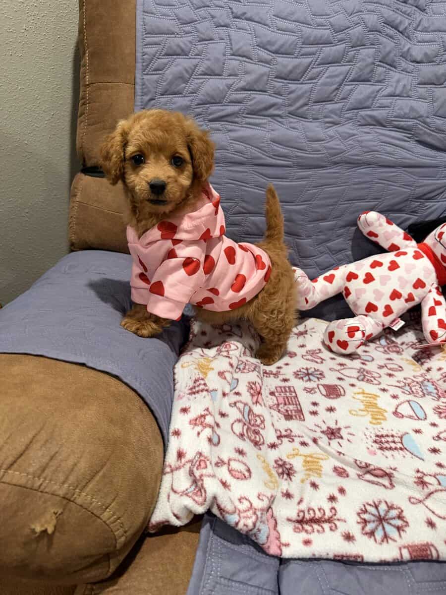 Mini Goldendoodles image 12