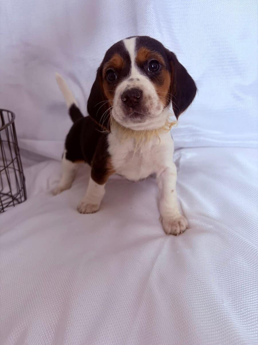 6 week old beagle puppy yellow collar image 3