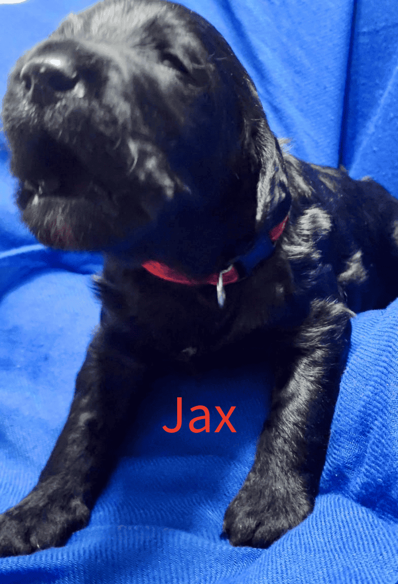 Labradoodle! image 13