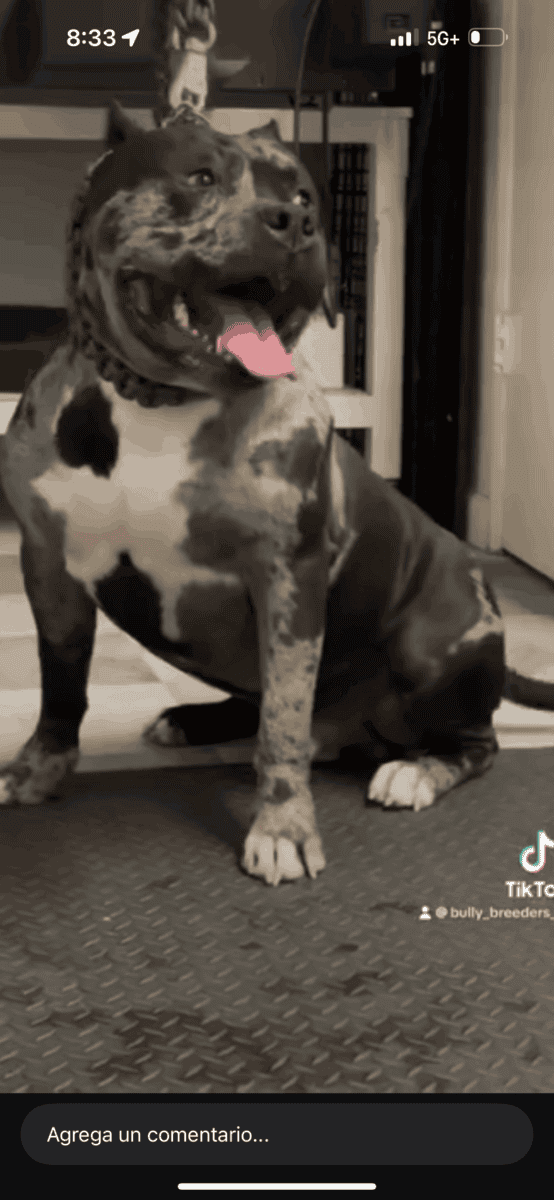 American bully XL (famale) image 3