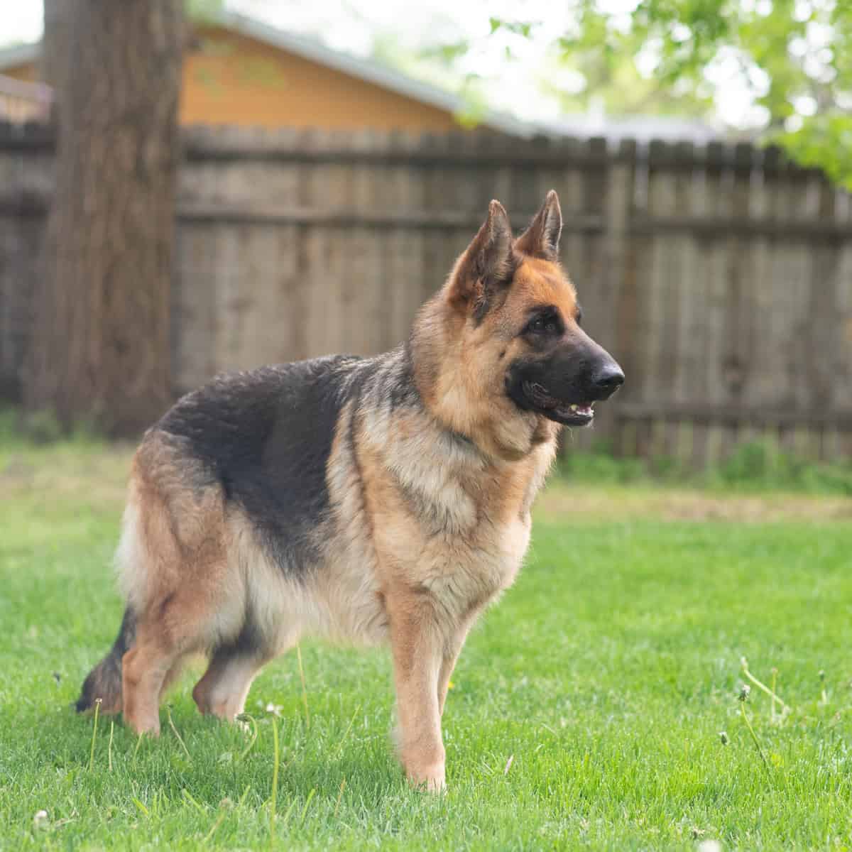 Female German Shepherd image 3