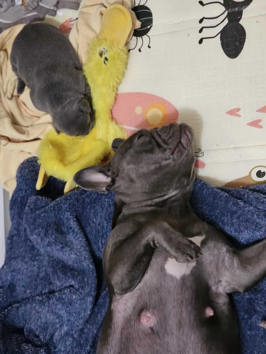 15/16 Frenchton = 94% Frenchies image 7