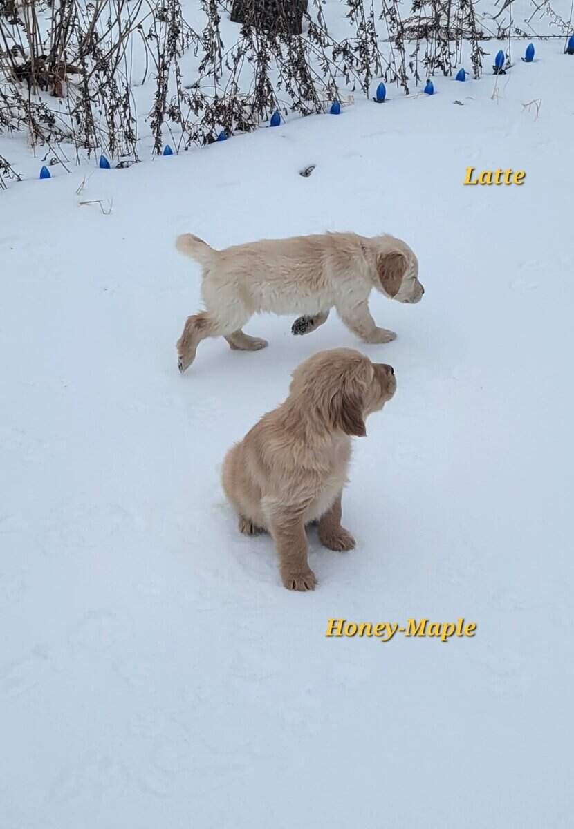Golden Retriever puppies image 1