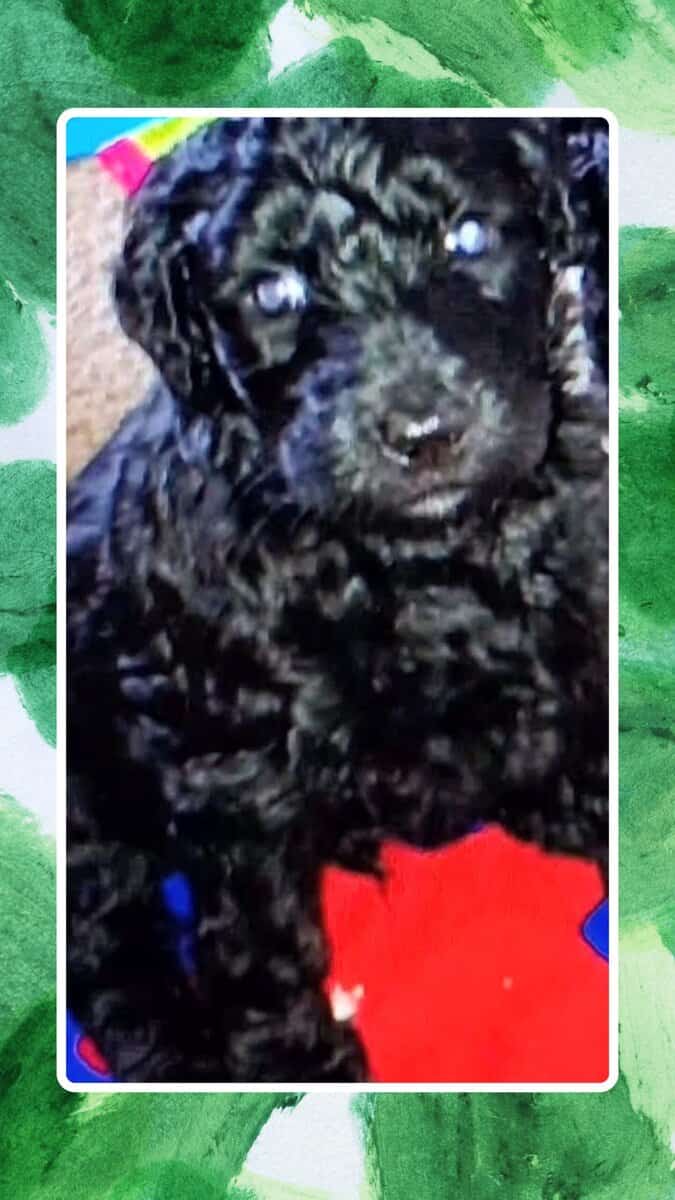 Labradoodles image 8