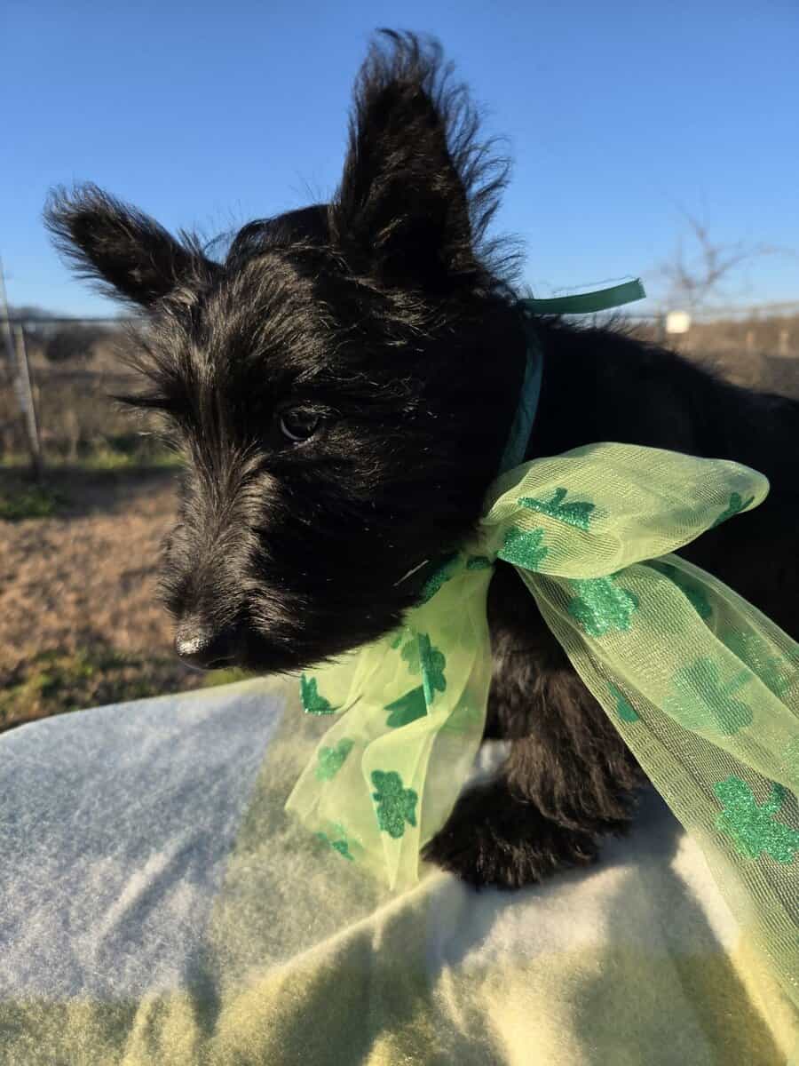 A.K.C Scottish Terroirs Puppis in TX 1 Boy 3 girls image 2