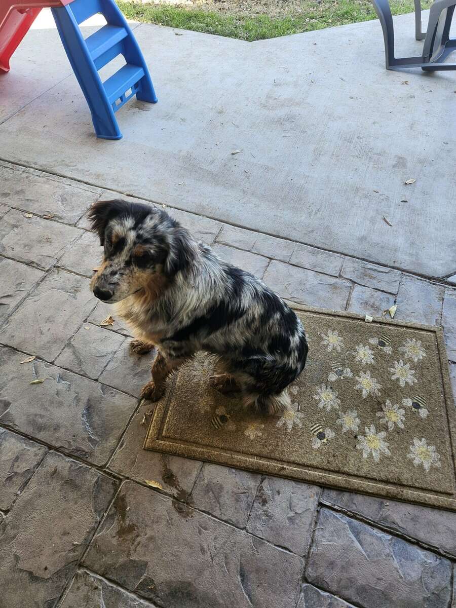 Australian Sheppard image 1