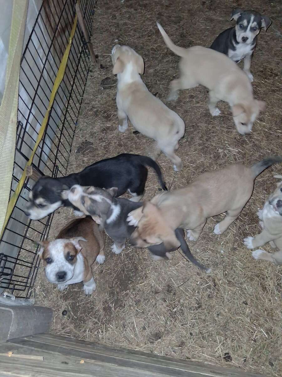 Free puppies image 5