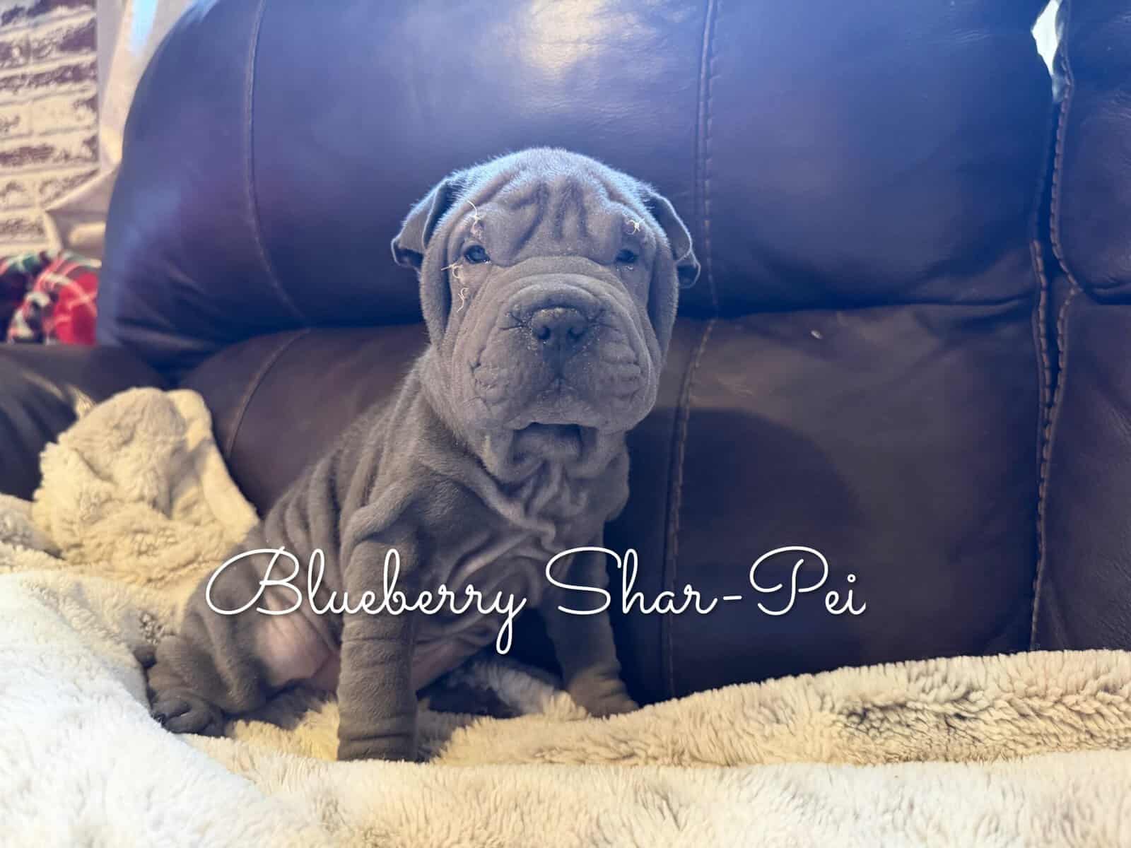 Shar-Pei Puppies image 1
