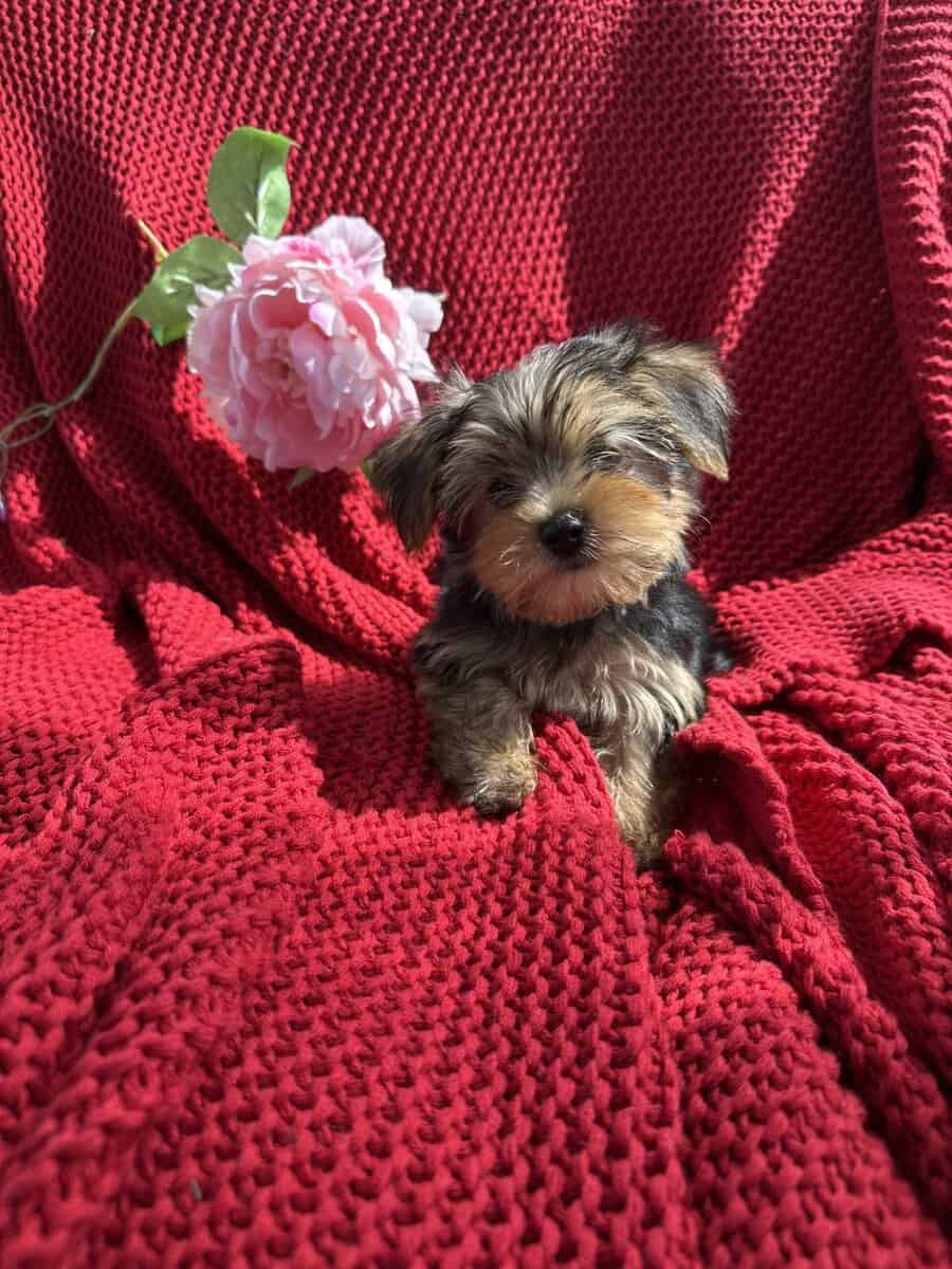 Yorkie puppies image 6