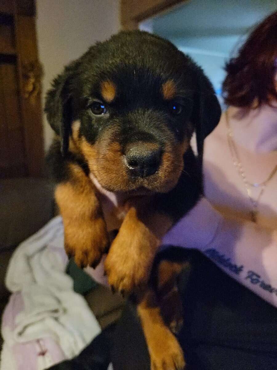 Rottweiler puppies AKC image 4