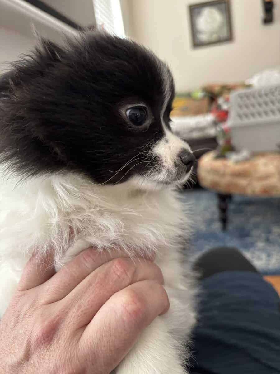 Papillon puppies ( 11 weeks ) image 4