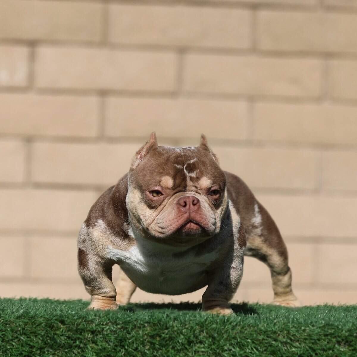 Bully Studs image 1