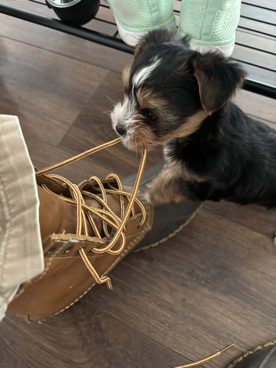 Yorkies yorkies!!!! image 11