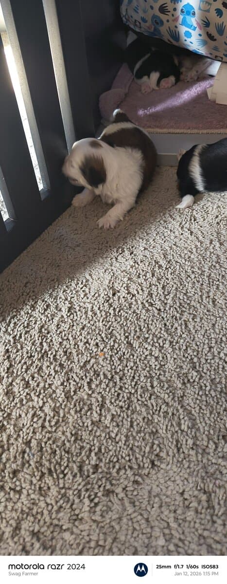 Puppies for loving home image 9