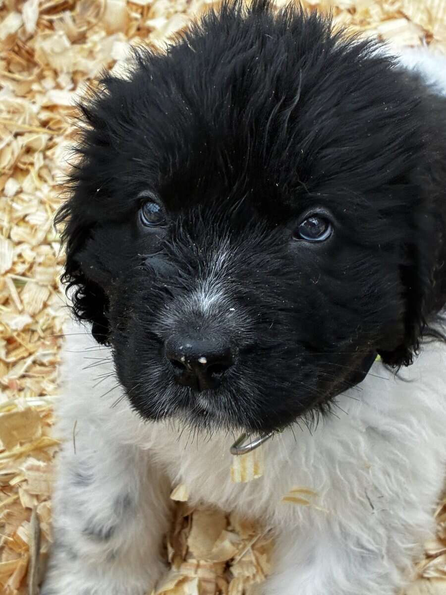 Newfoundland Lanseer Puppies image 10