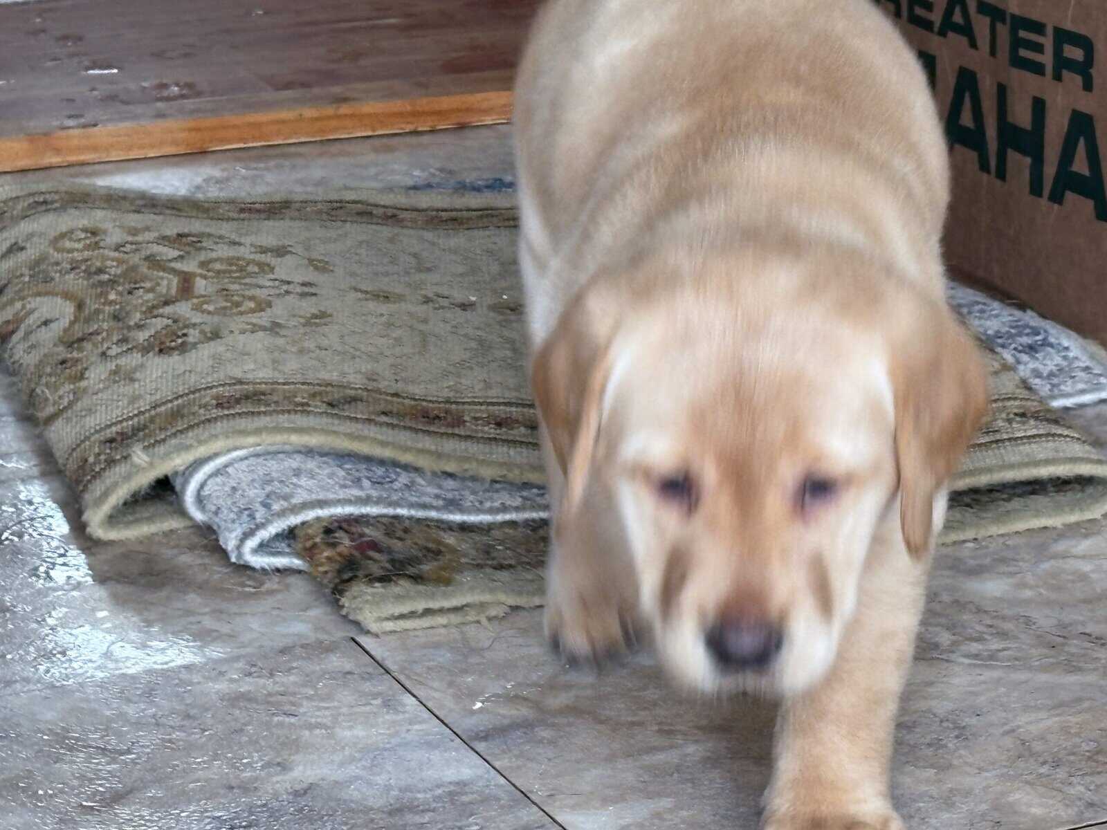 Lab puppies for sale image 10