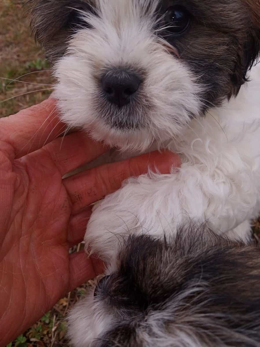 Shihpoo puppies image 4