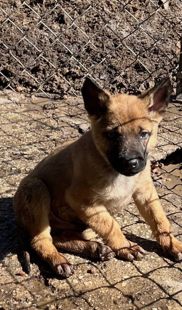 Belgian Malinois image 1