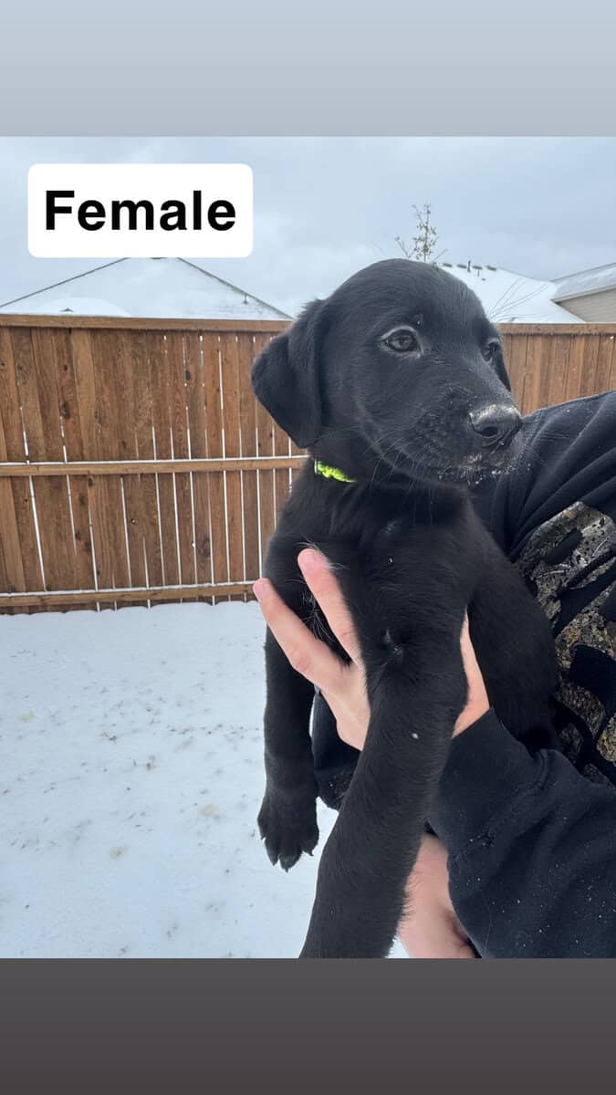 Golden Shepherd Puppies! image 6